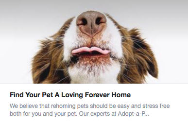 Ready to Find Your Pet a Loving Forever Home